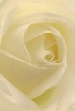 With this image, you're drawn directly into the heart of a cream-white rose, its delicate petals unfolding with whisper-light softness-a sensation evocative of misty mornings in Lambeth's hidden gardens. The spiral pattern and subtle gradations in tone invite the imagination to linger, as gentle shadows nestle between ivory folds, creating quiet depth. The mood is one of peace and reflection, akin to a stroll through Geraldine Mary Harmsworth Park at dawn. This rose, for Lambeth's local florists, symbolizes the utmost reverence and sincerity, whether offered as an expression of sympathy, admiration, or to mark new beginnings. Its understated fragrance seems to hover in the air, mingling with the memory of spring blooms along the riverside. The close perspective not only highlights the flower's beauty but also honors the artistry and heartfelt intention woven into every floral gift delivered across Lambeth.